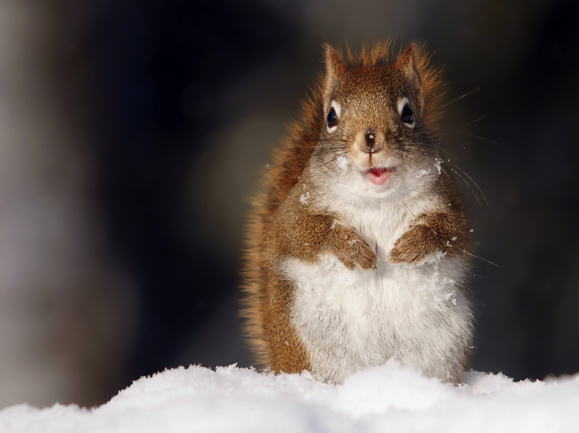 ardilla nieve mirando