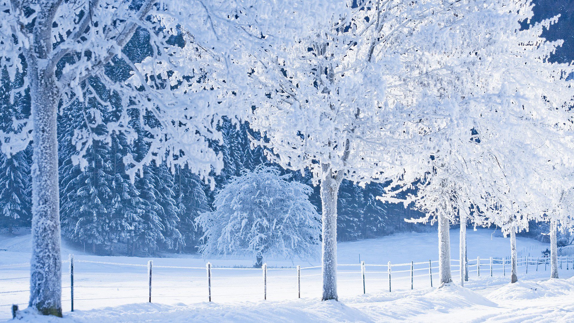 bosque camino nieve