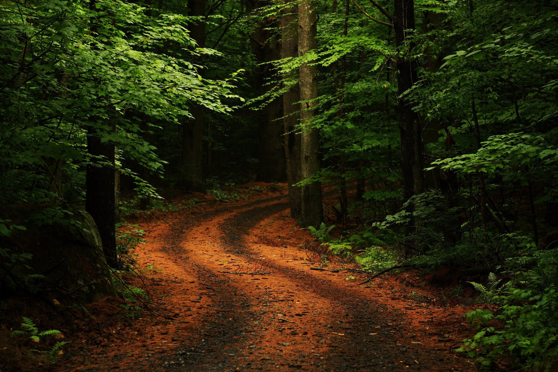 sommer straße wald