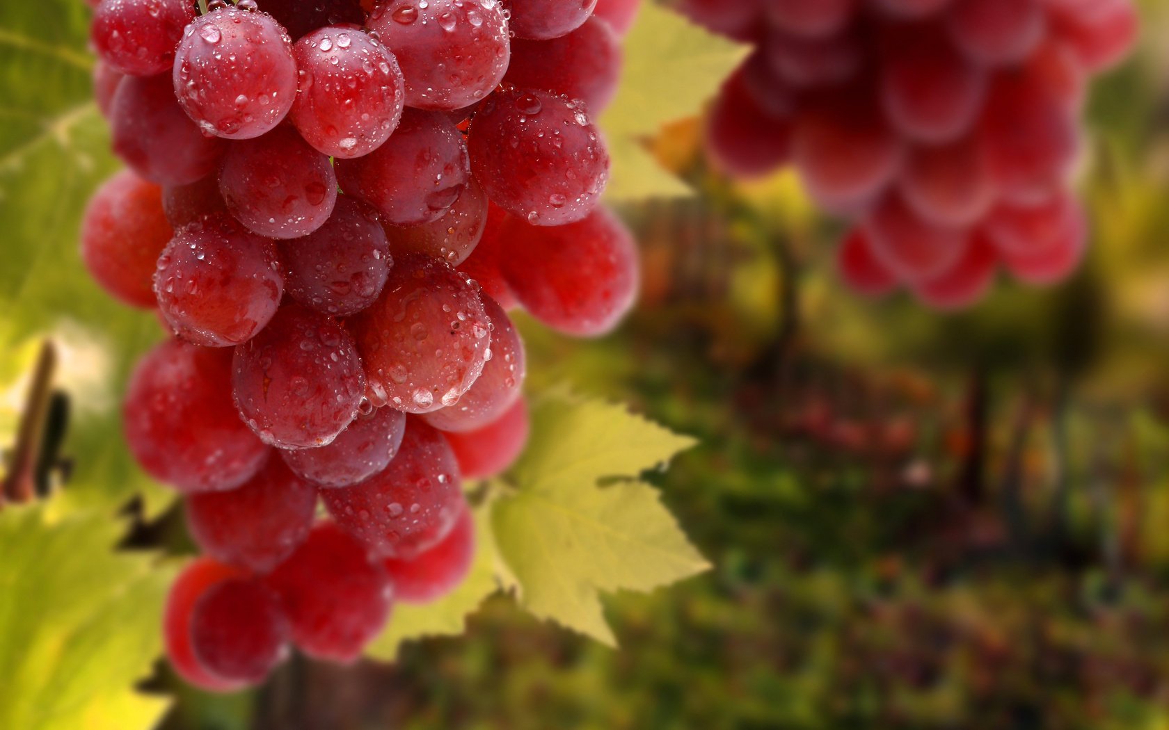 drops bunch grapes leave