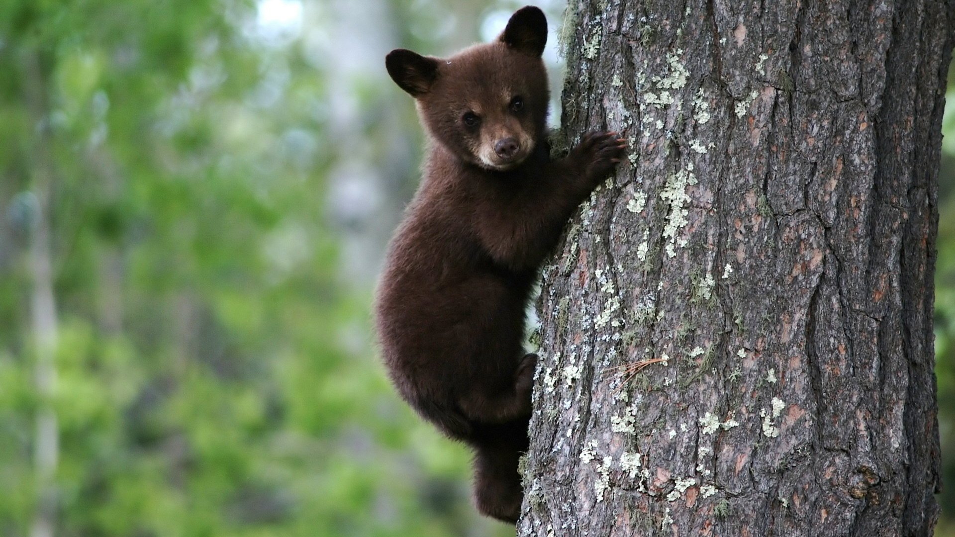 bär braun am baum teddybär