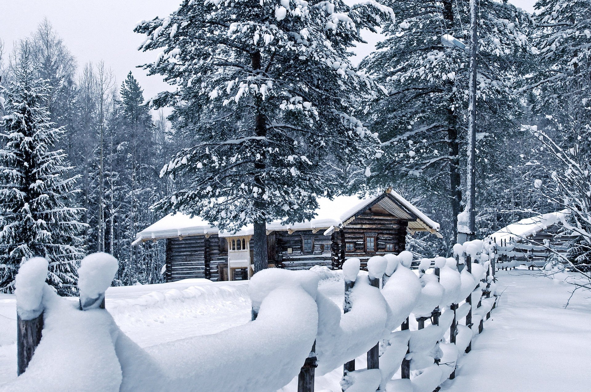 invierno pinos cerca casa nieve tiempo derivas