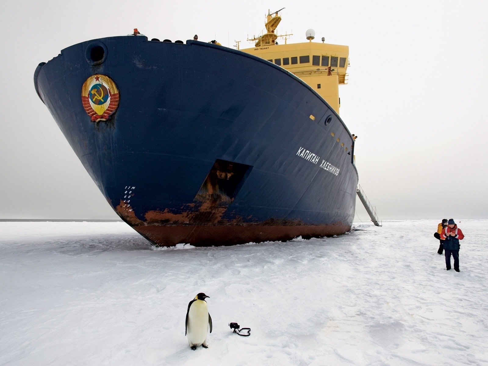 icebreaker penguin next