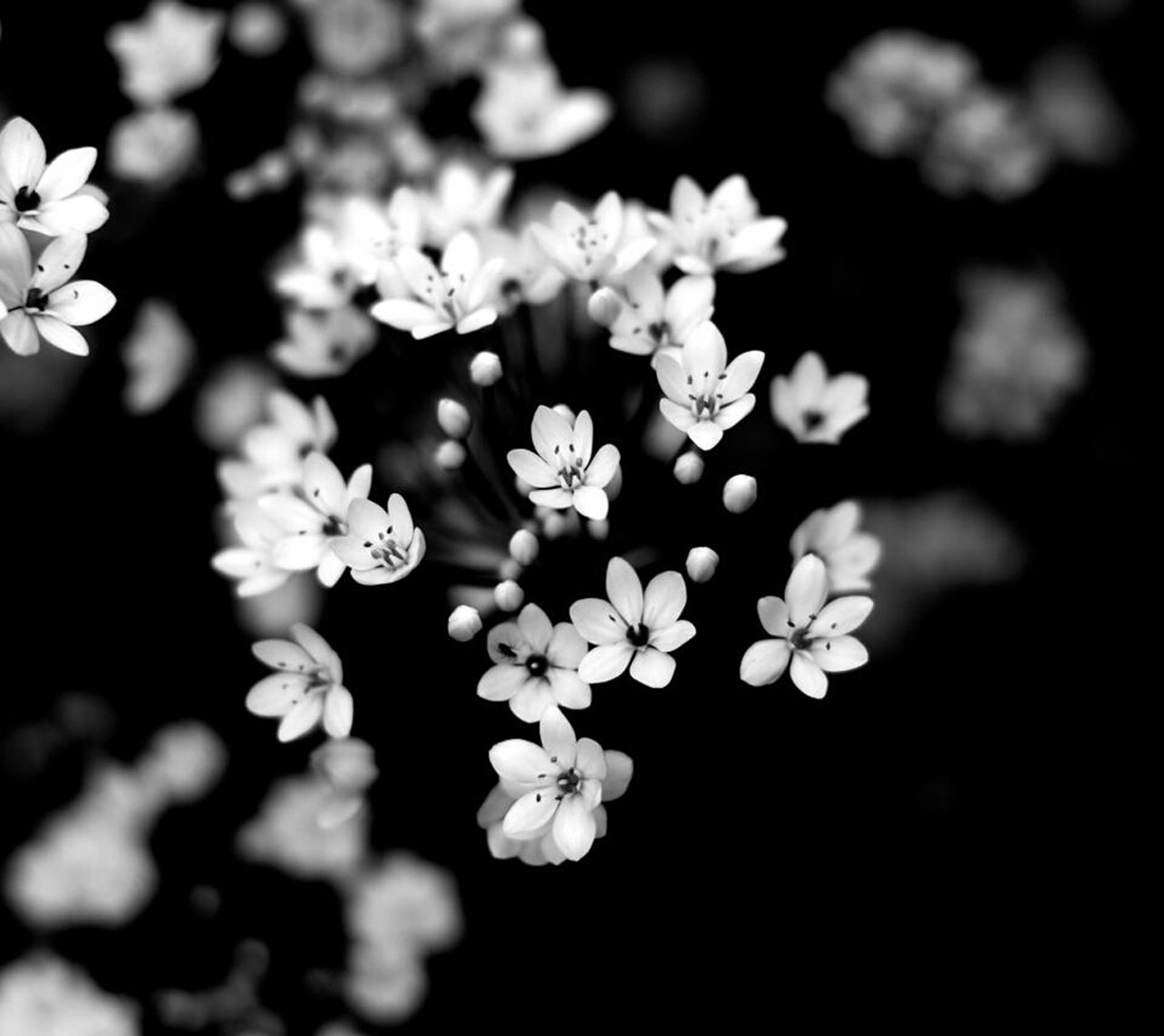 fleurs nature noir et blanc