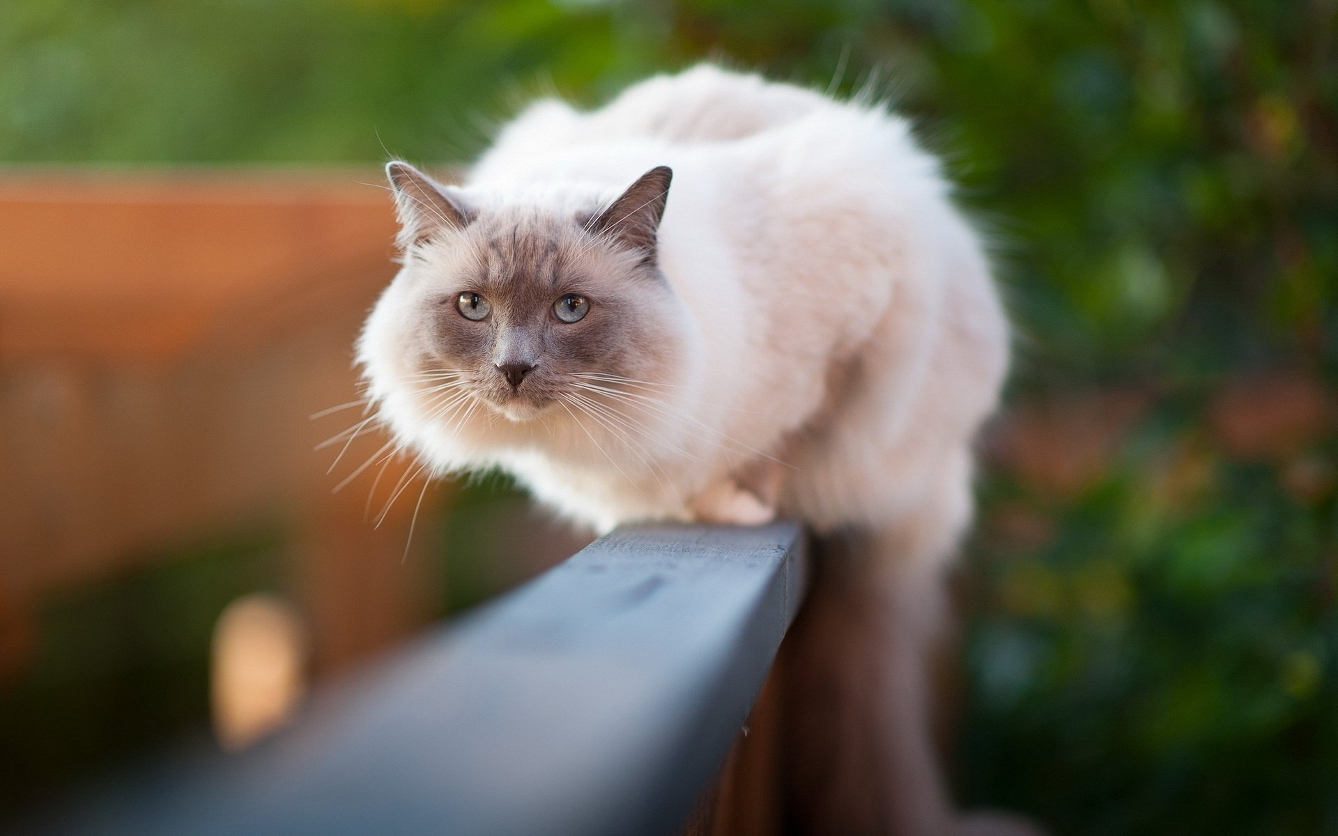 clôture fond chat