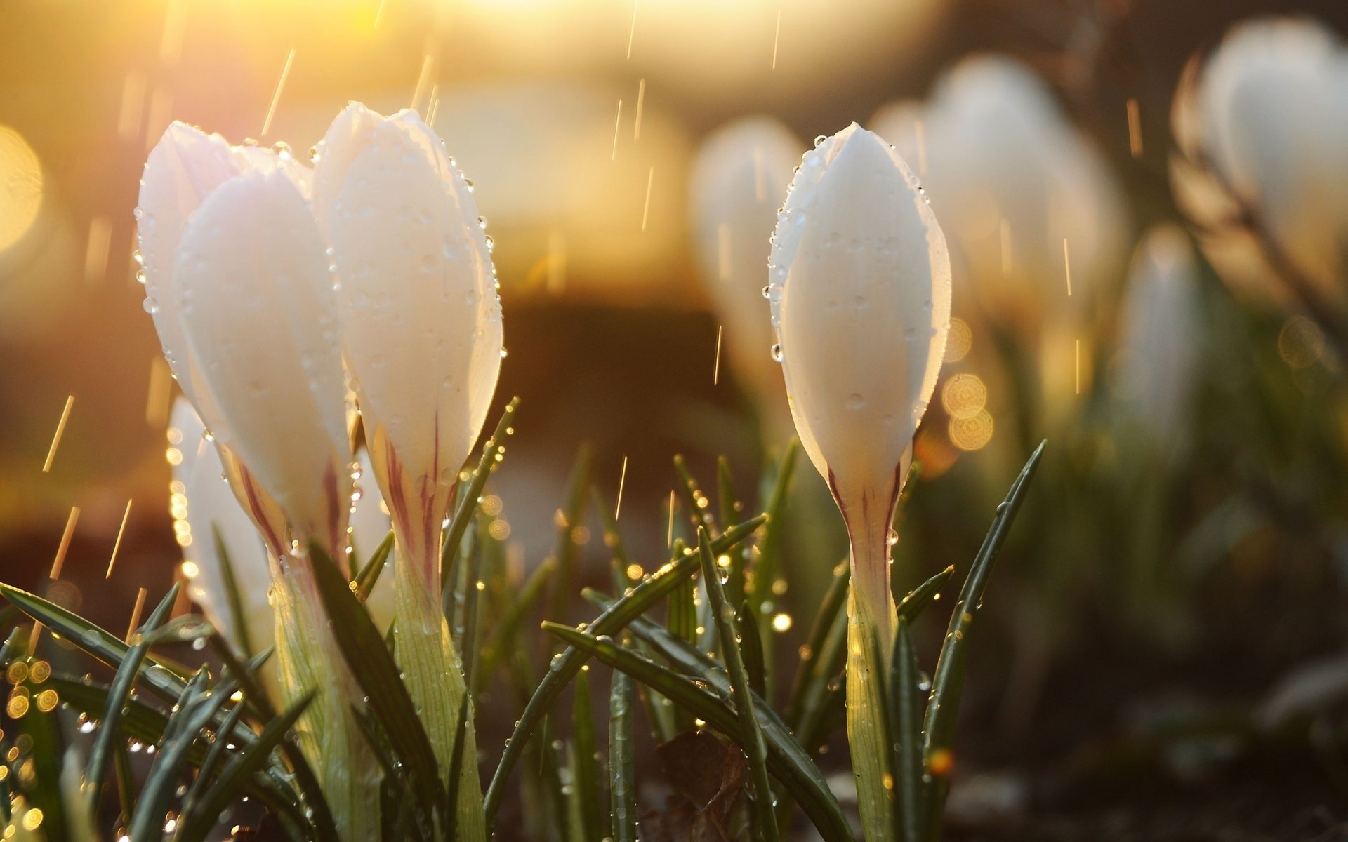 flowers drops glare the sun bud