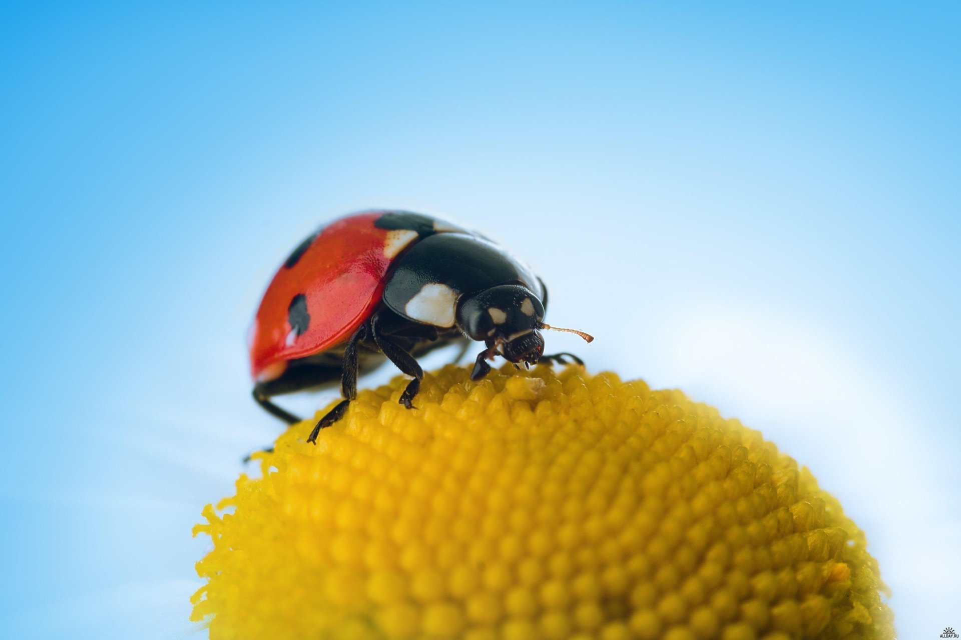 ladybug nature leaf beauty