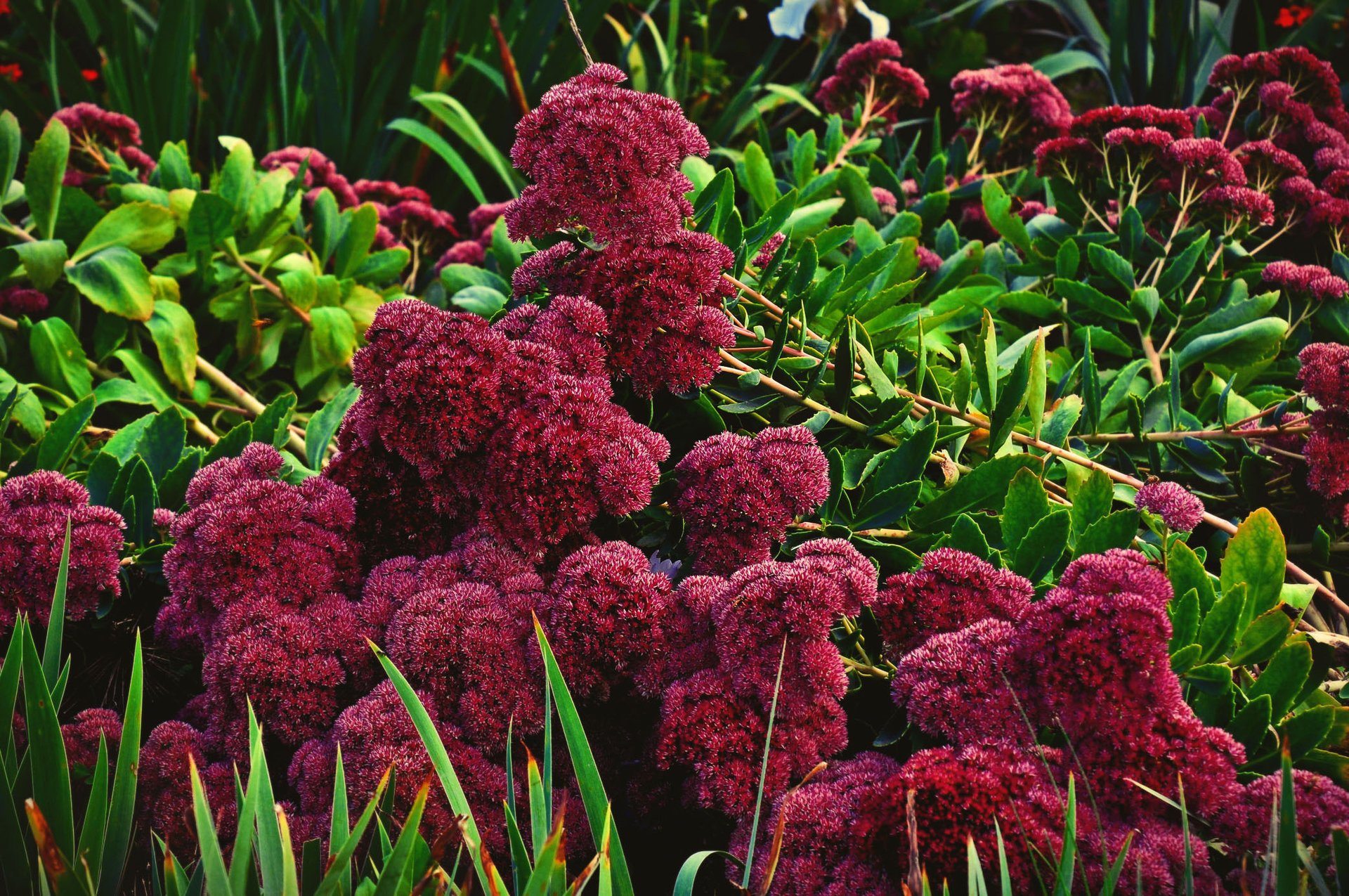 buisson fleurs feuilles lumineux verdure