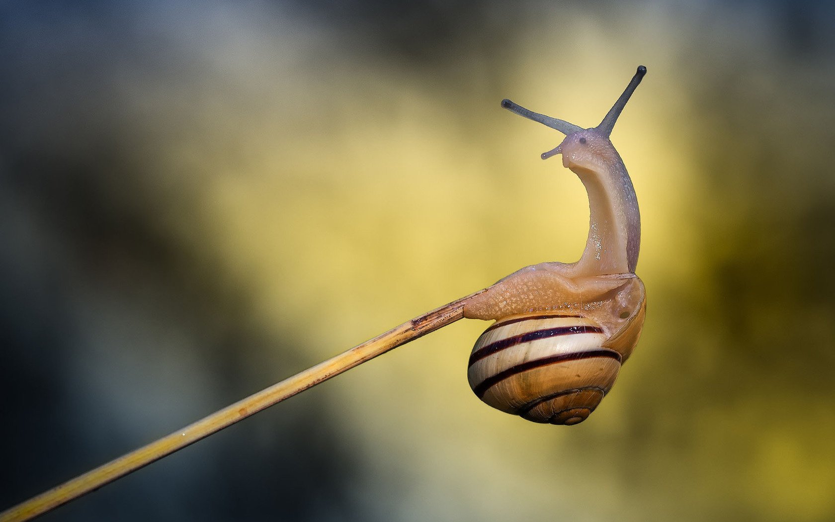 a twig snail macro a blade of gra