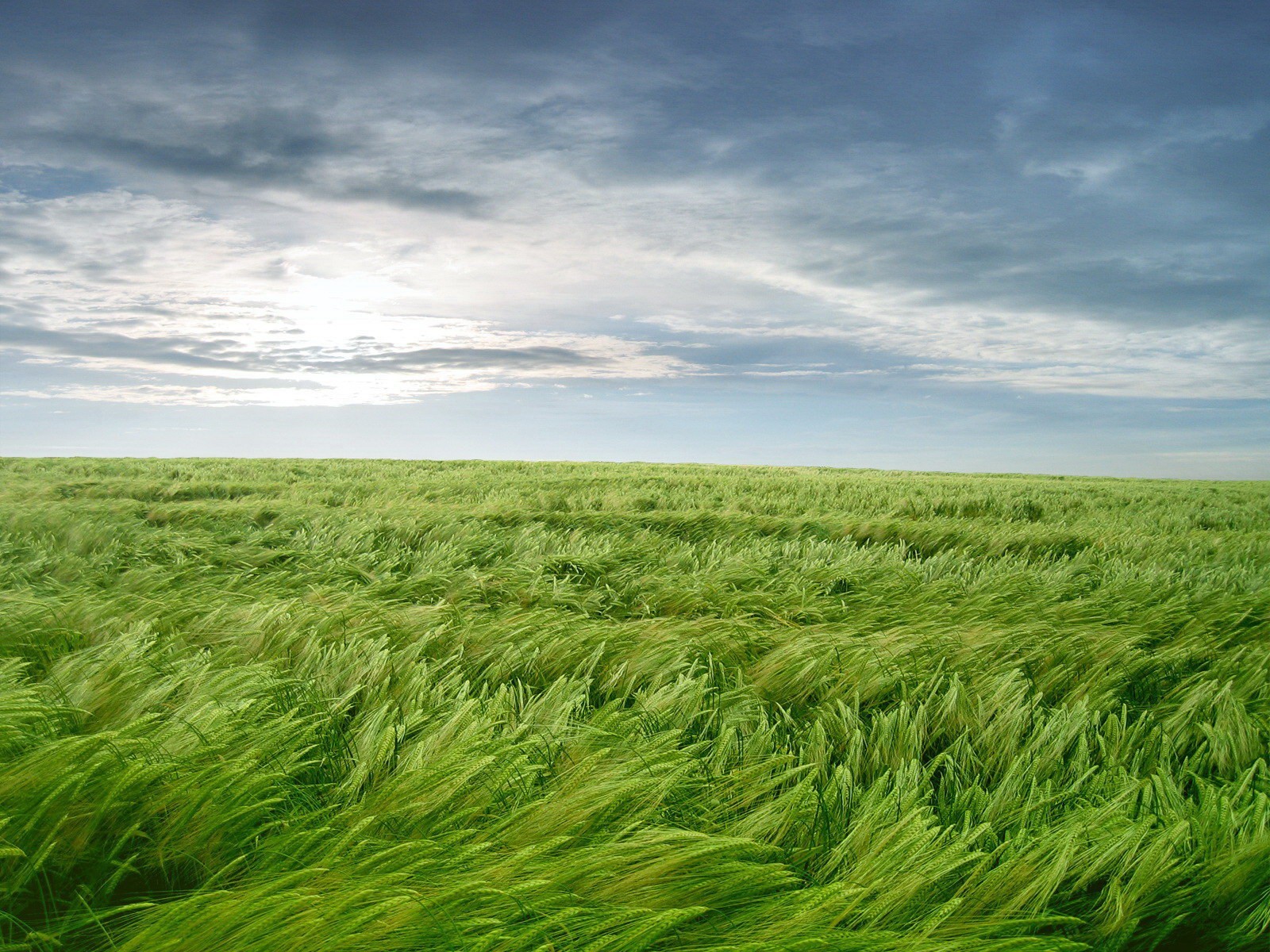 tapete gras grün wind