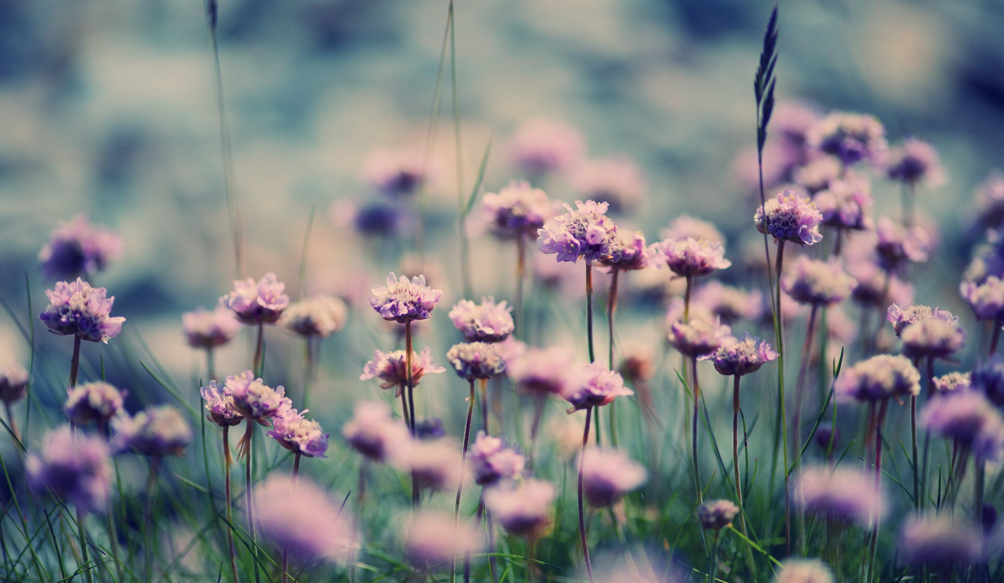 fleurs herbe été fleurissent