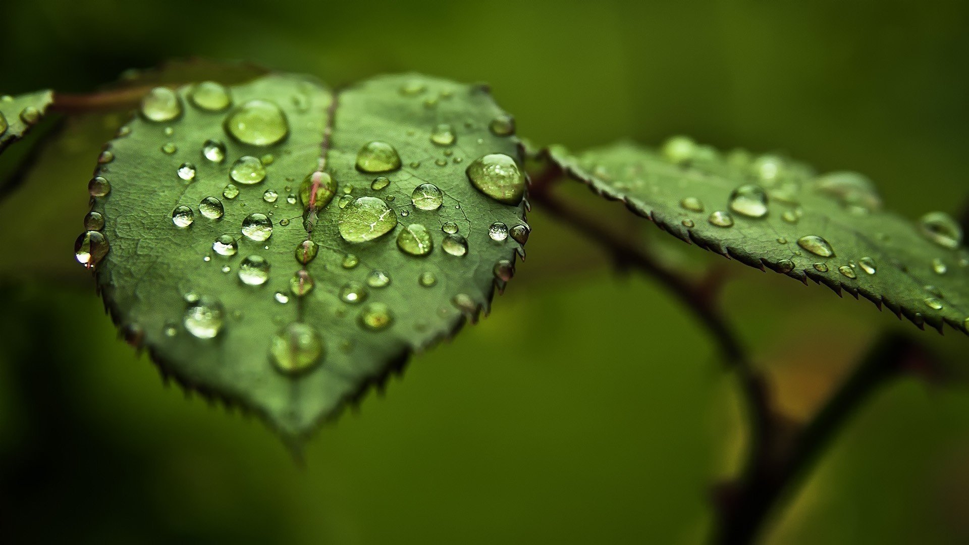 hojas agua vegetación rocío gotas macro