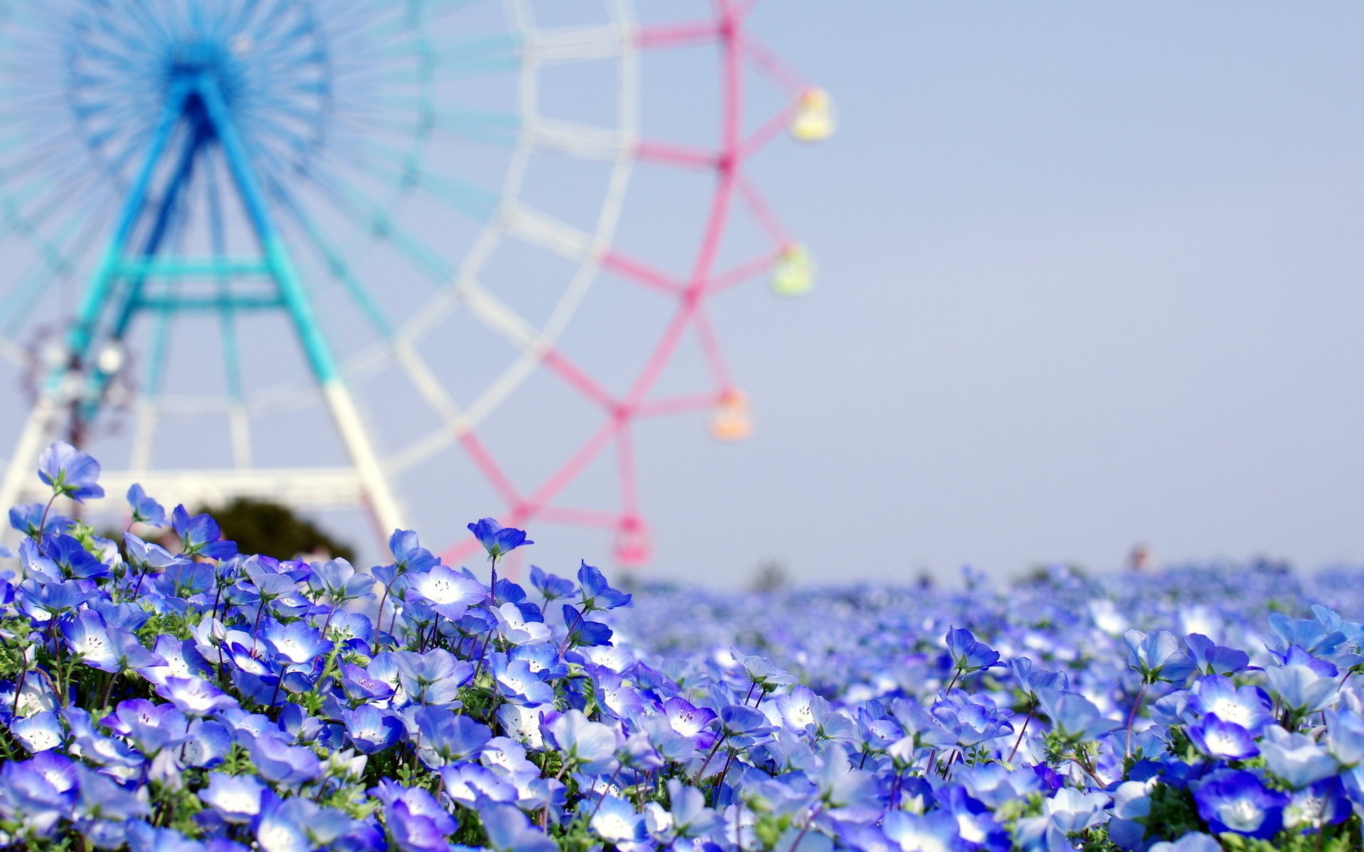 fleurs fond été