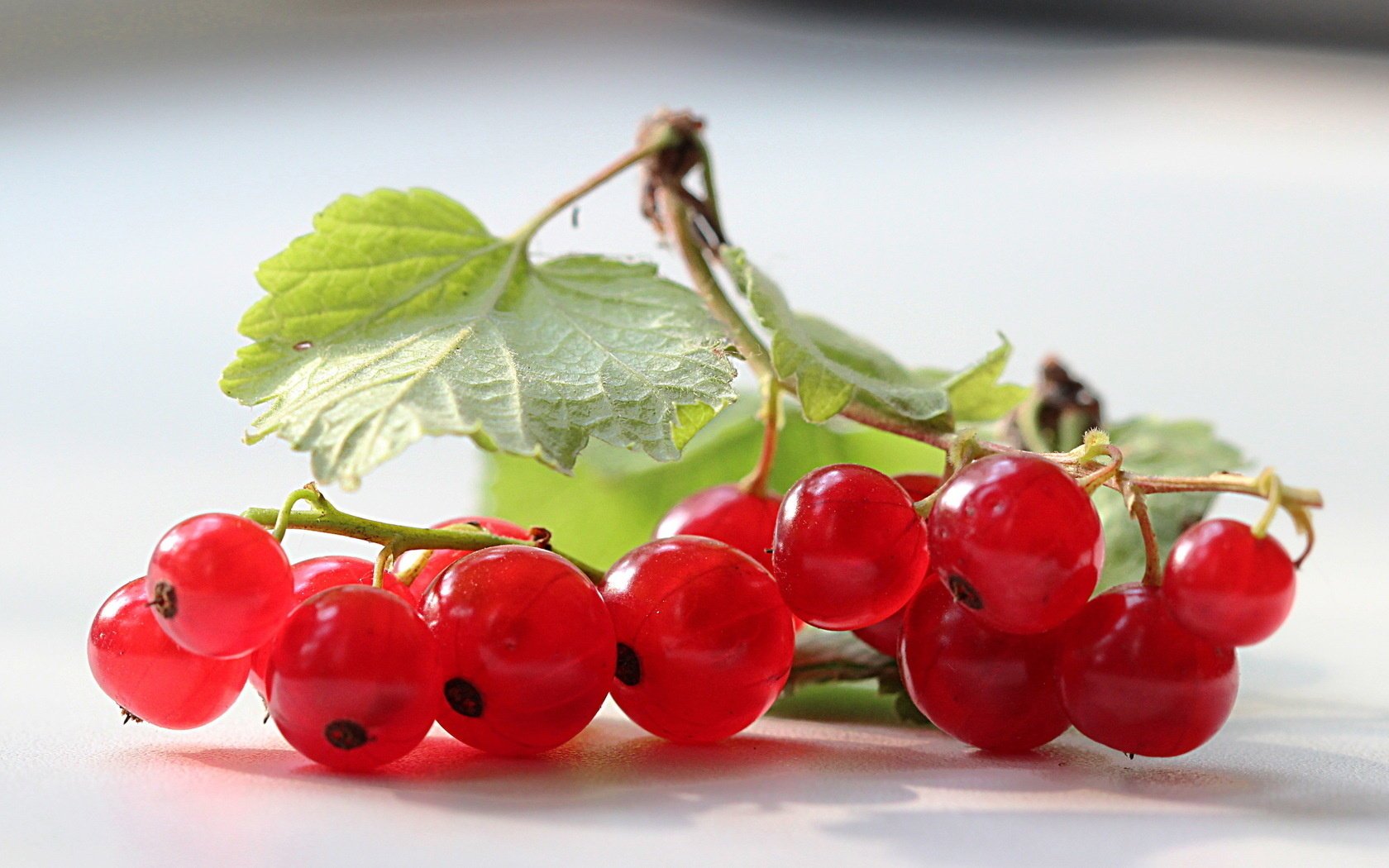 hojas bayas grosellas rojo