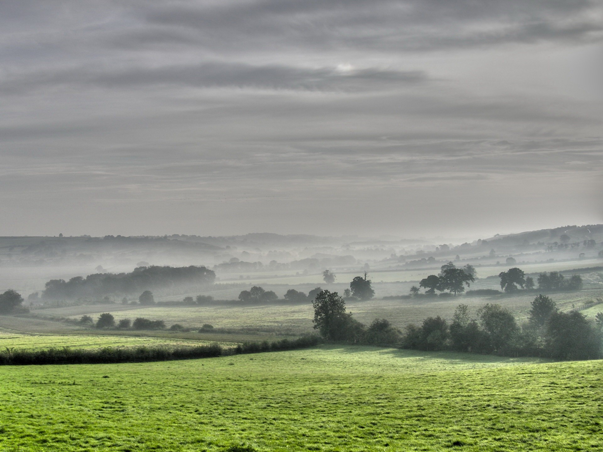 fog tree of the field