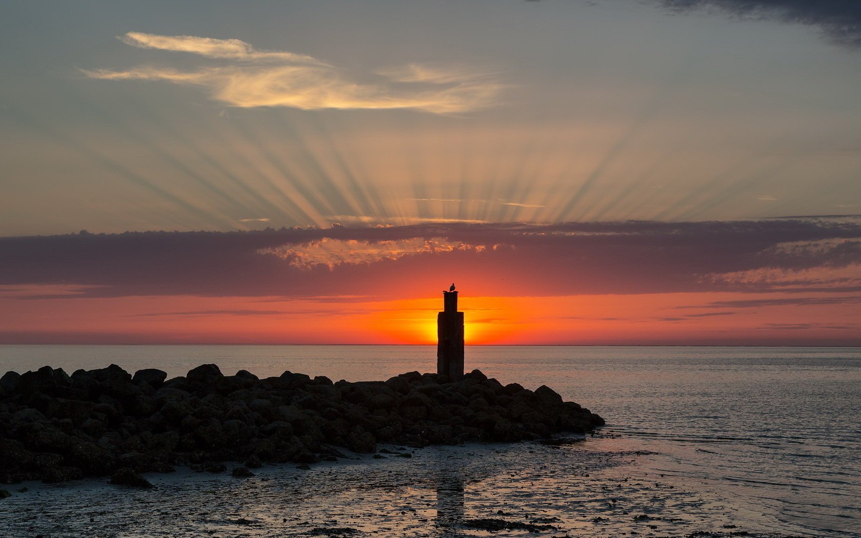 sonnenuntergang vogel meer landschaft