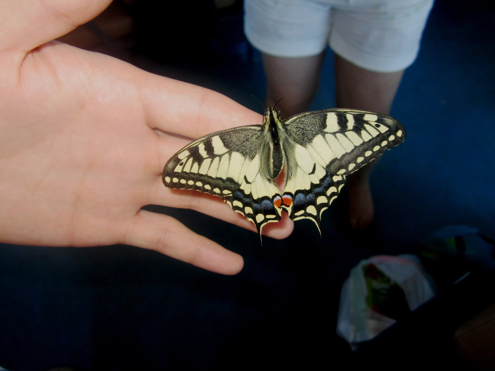 butterfly summer photo