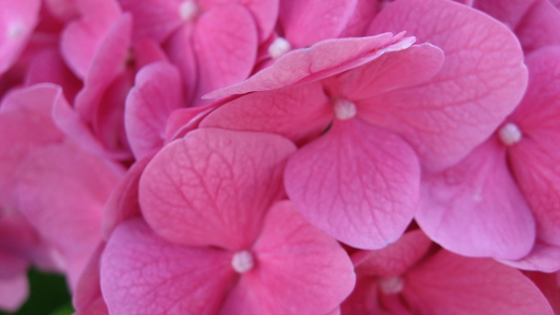 hortensia 19201200 fleurs gros plan fond d écran