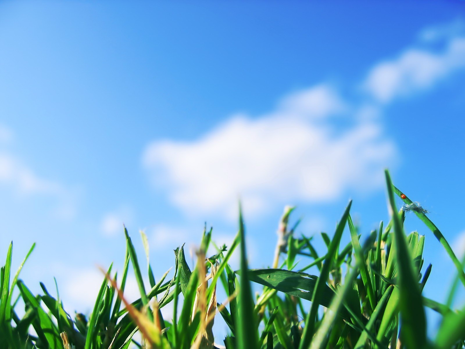 herbe ciel verdure