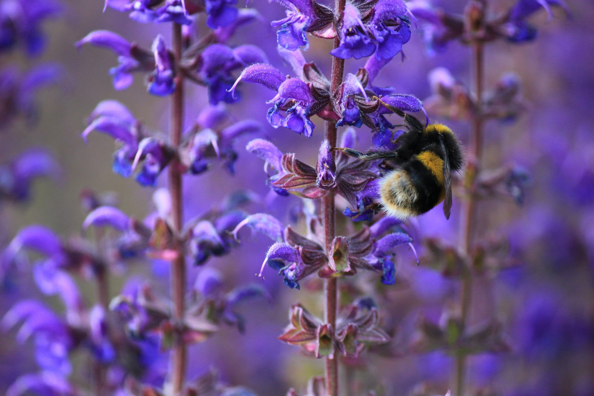 flowers macro lilac bee bumblebee spring insect