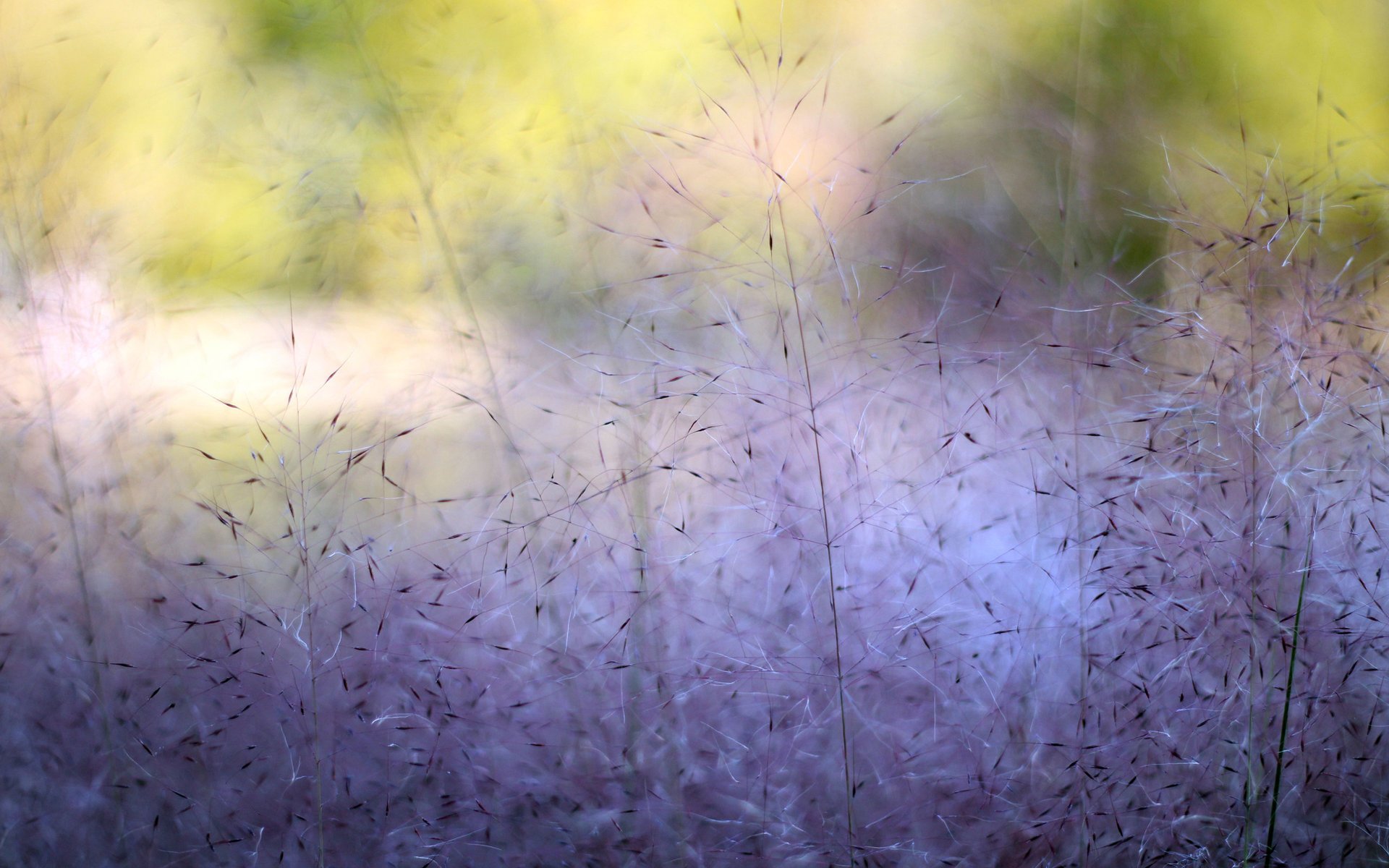 macro plants paint the bushes nature violet gra