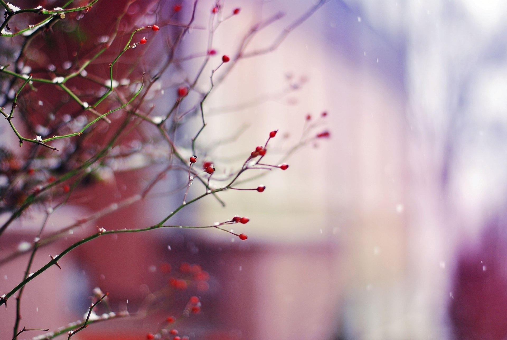 nature baies branches branches plante hiver neige