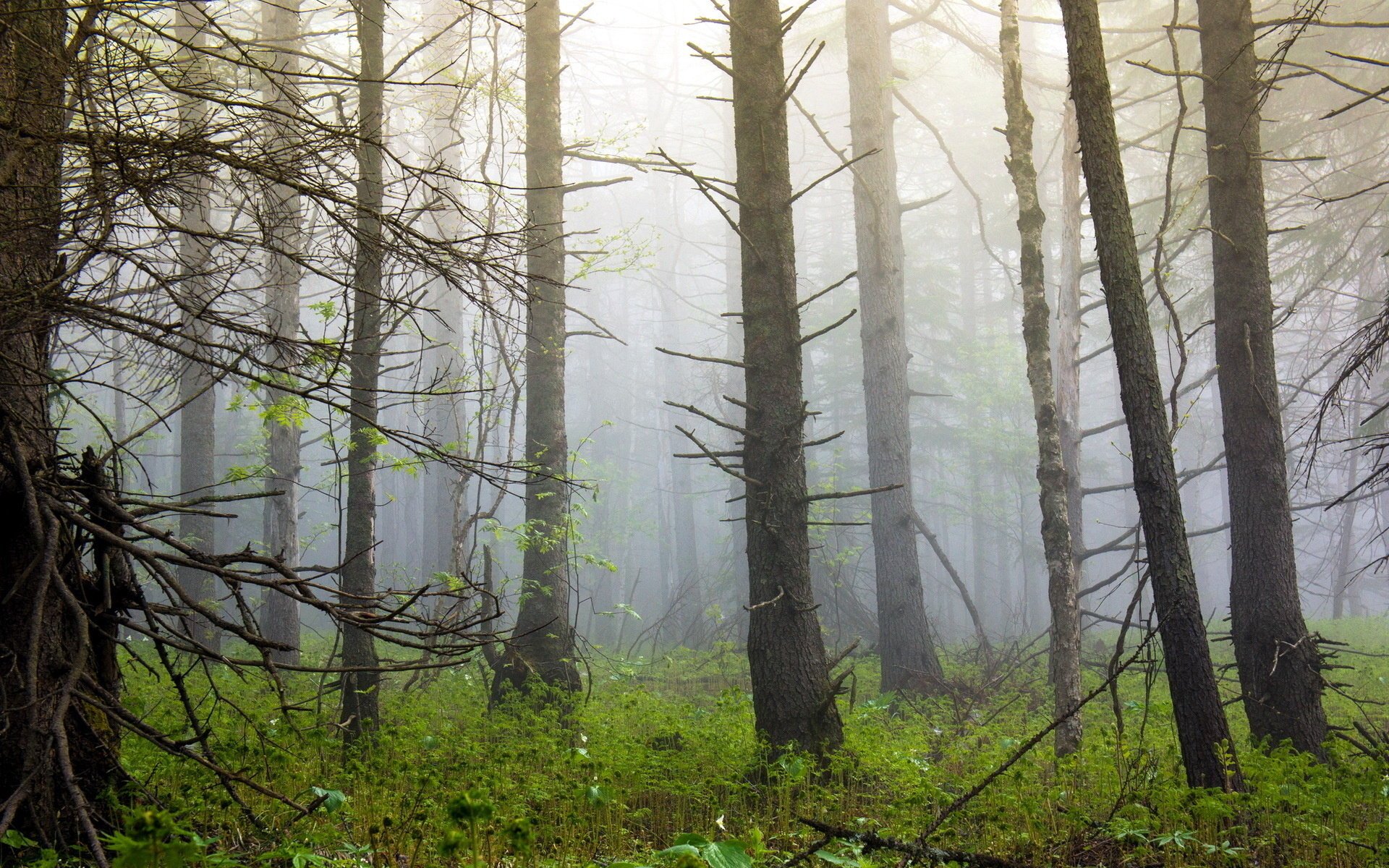 las mgła drzewa natura