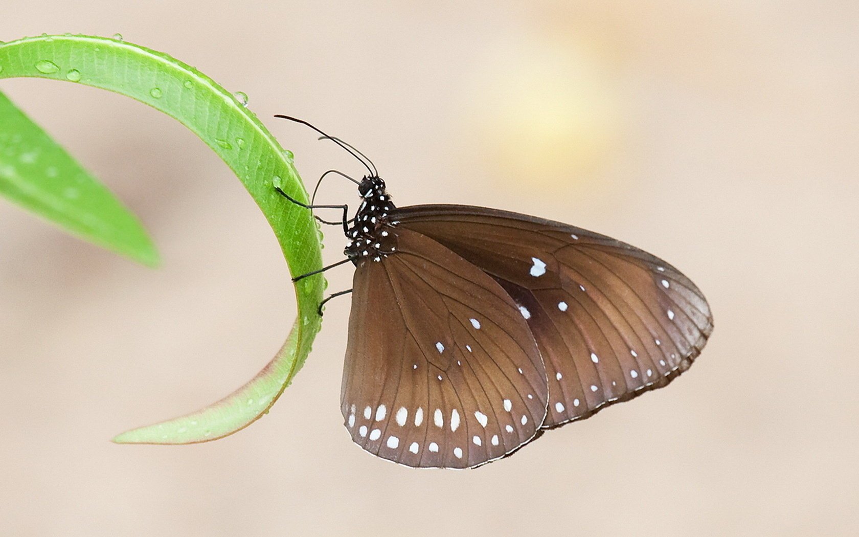 motyl brązowy liście trawa