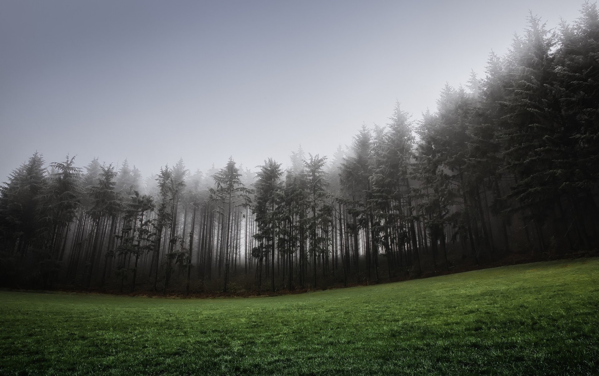 conifères pelouse herbe brouillard forêt colline ciel arbres soirée