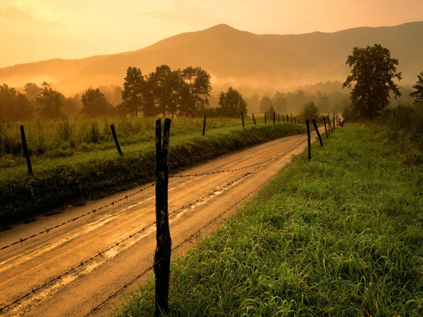 fence grass road