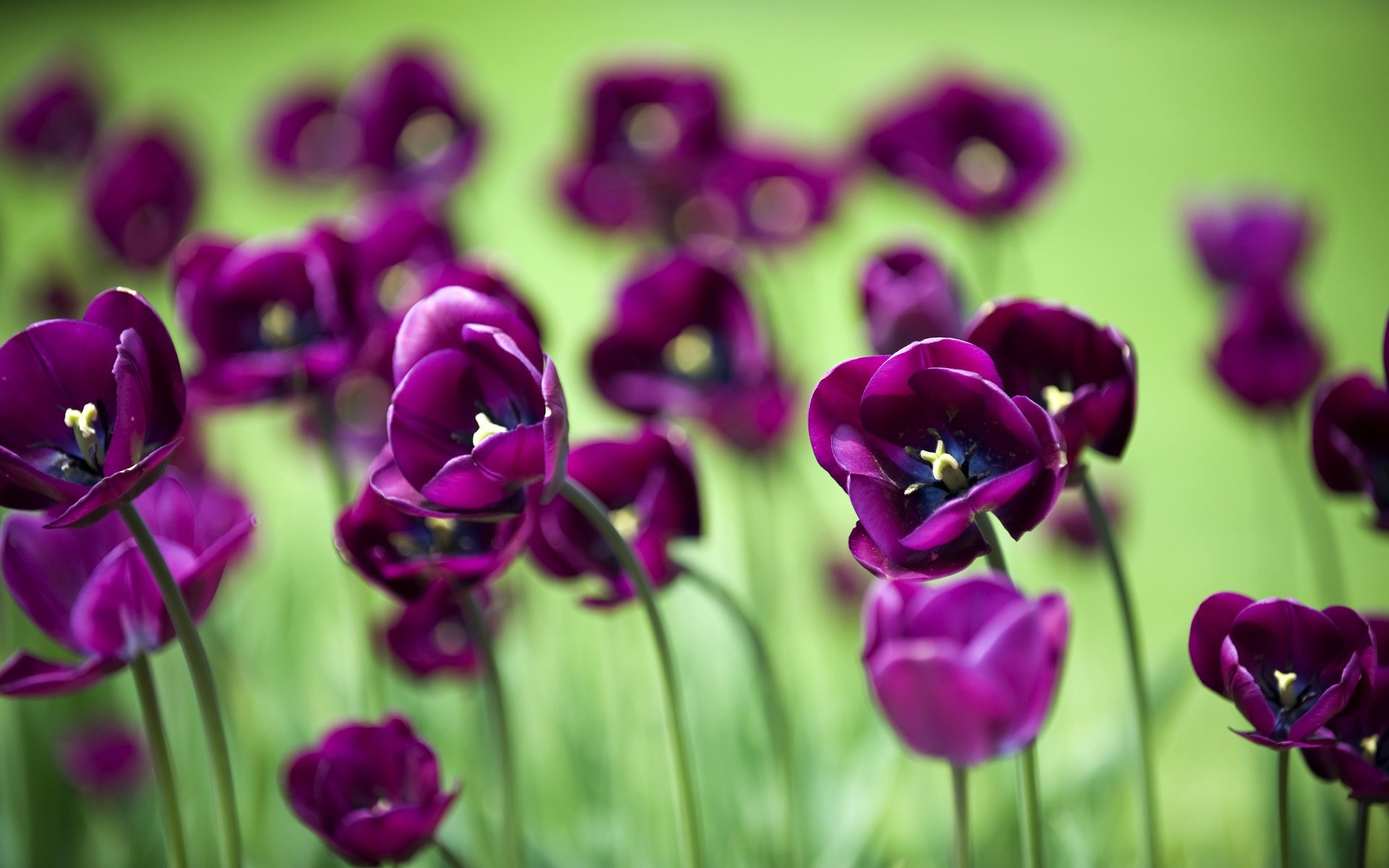 blumen blümchen blümchen blumen tapete tulpen tulpen