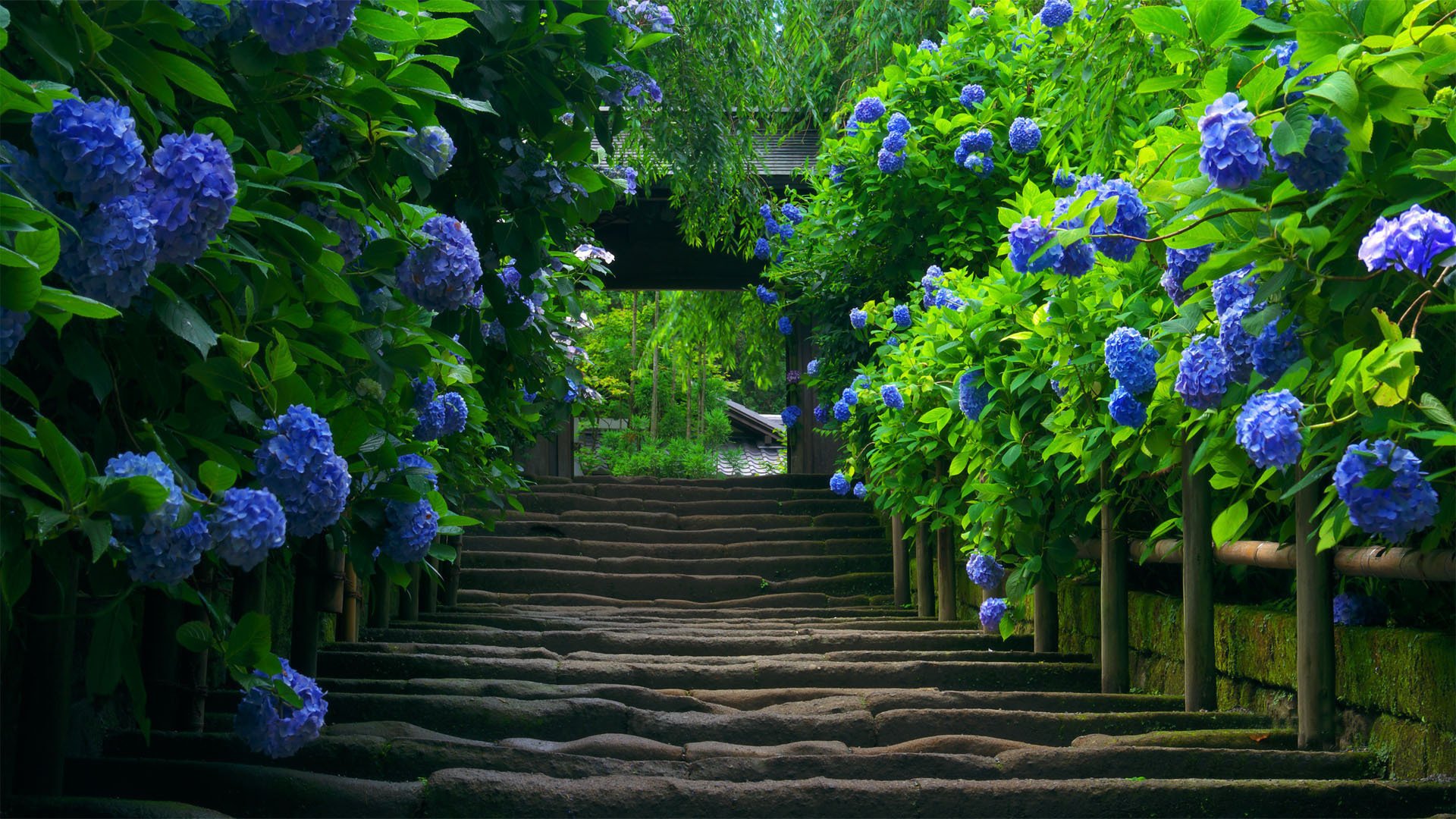 hortensia japon escalier nature plante marches podium verdure feuillage beauté