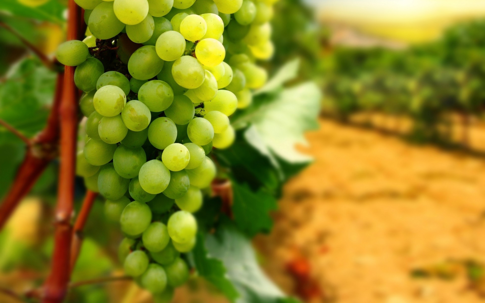 vineyard berry grapes bunch of close up