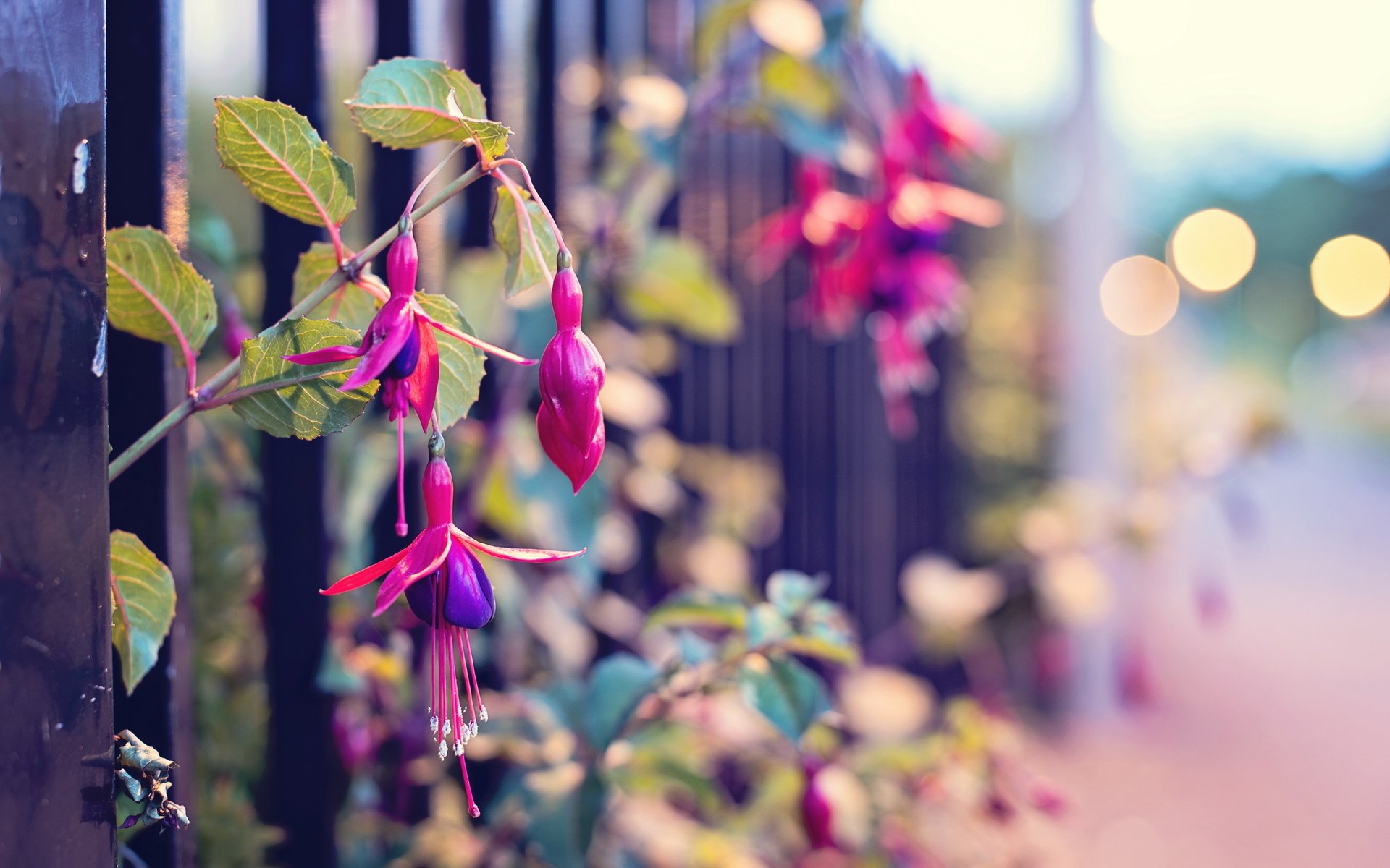 flowers the fence street macro