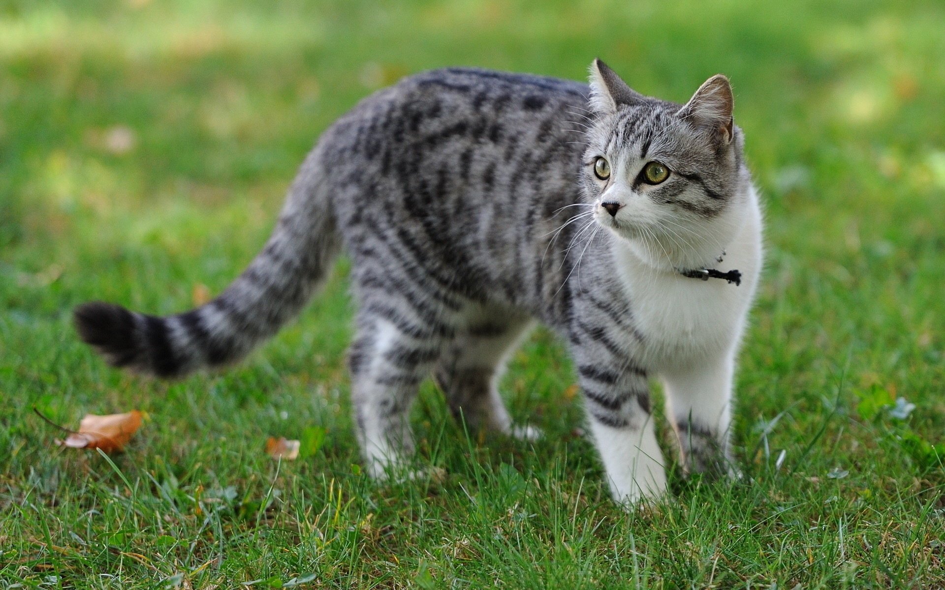 gatto estate erba