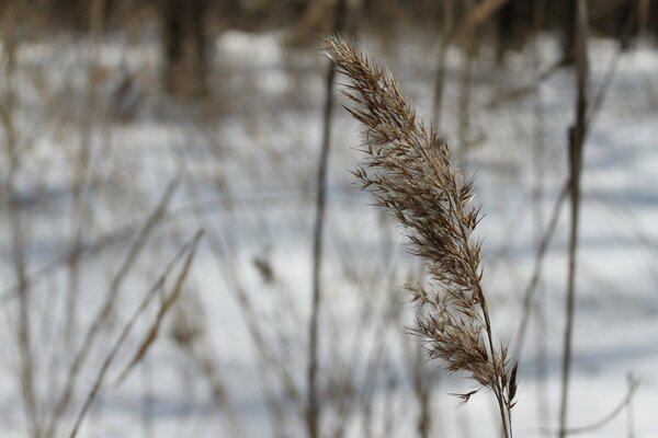 The ear continues to live in the middle of winter