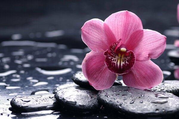 Orquídea rosa sobre piedras negras