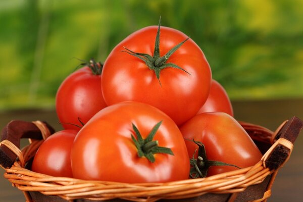 Tomates rojos maduros tomates en una canasta pequeña