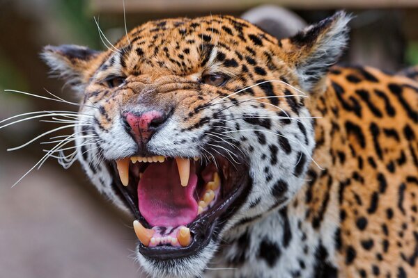 A predatory grin with jaguar fangs