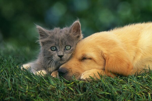 Labrador and his little furry friend