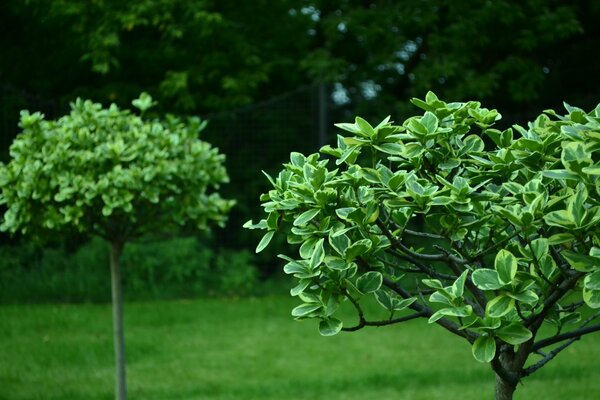 Bright green foliage of trees and green lawn