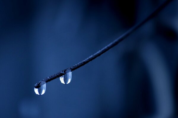 Gouttelettes pendantes d une branche sur un fond bleu