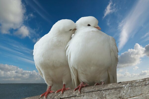 Palomas nubes blancas beso pareja ternura