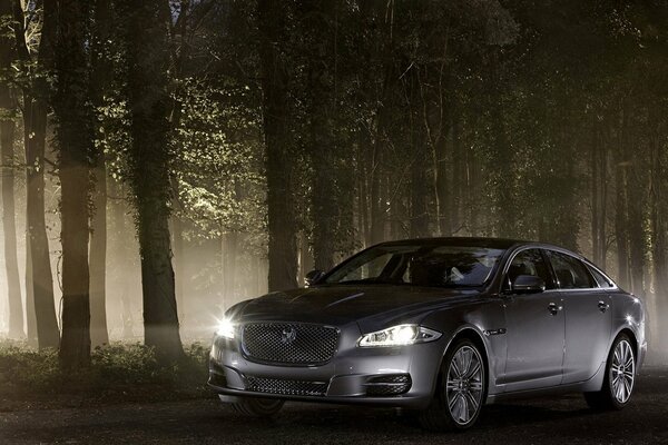 Grey jaguar in the middle of the night forest