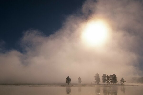 Le brouillard a couvert les arbres