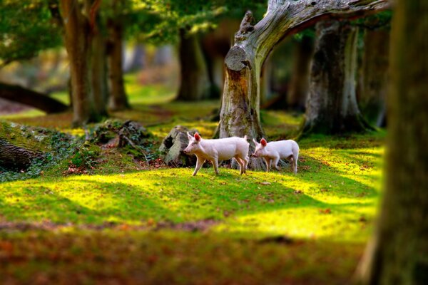 Kleine rosa Ferkel auf einem Spaziergang