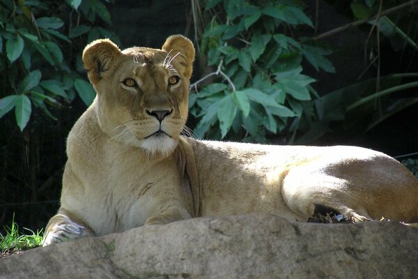 A lioness with a wary look lies