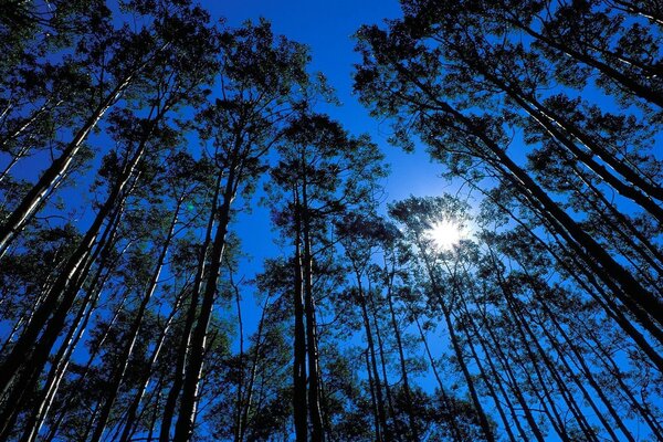 Light through tall, level trees