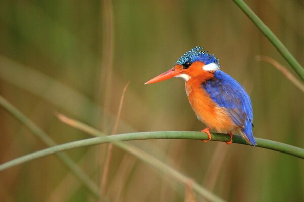 Macro shooting of a kingfisher on a green branch