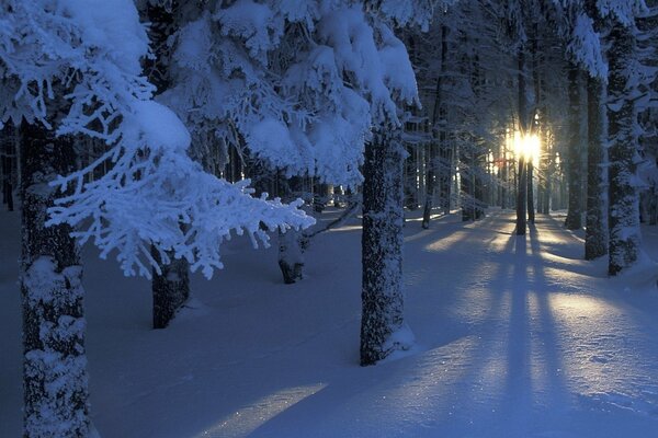 Die Sonne scheint im Winter durch die Bäume